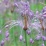 Allium Carinatum Pulchellum.jpg